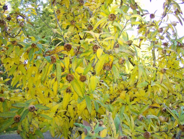 The yellow leaves of the medlar with golden fruit