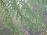 Cedar boughs with dewdrops