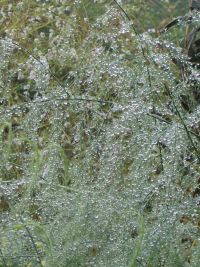 Dewdrops on the asparagus branches