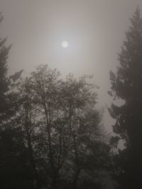 The sun between trees, filtered through fog