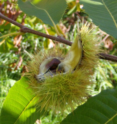 chestnuts in shell