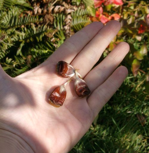 Chestnuts in my hand