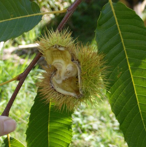 The empty chestnut husk