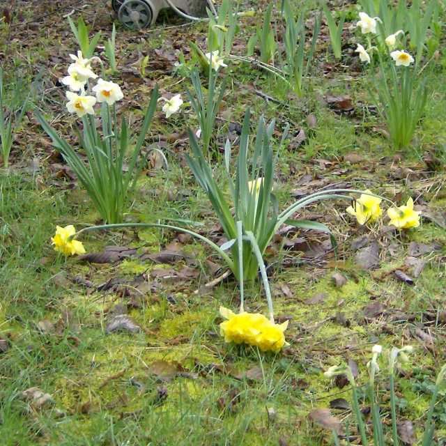 daffodils bent by rain