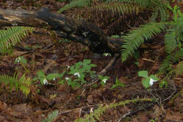 trillium under a log among ferns