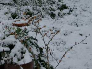 the witch hazel, covered in snow
